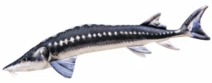 GABY - Polštář Jeseter - Monster 200 cm