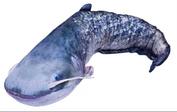 GABY - Polštář Sumec Monster - 200 cm